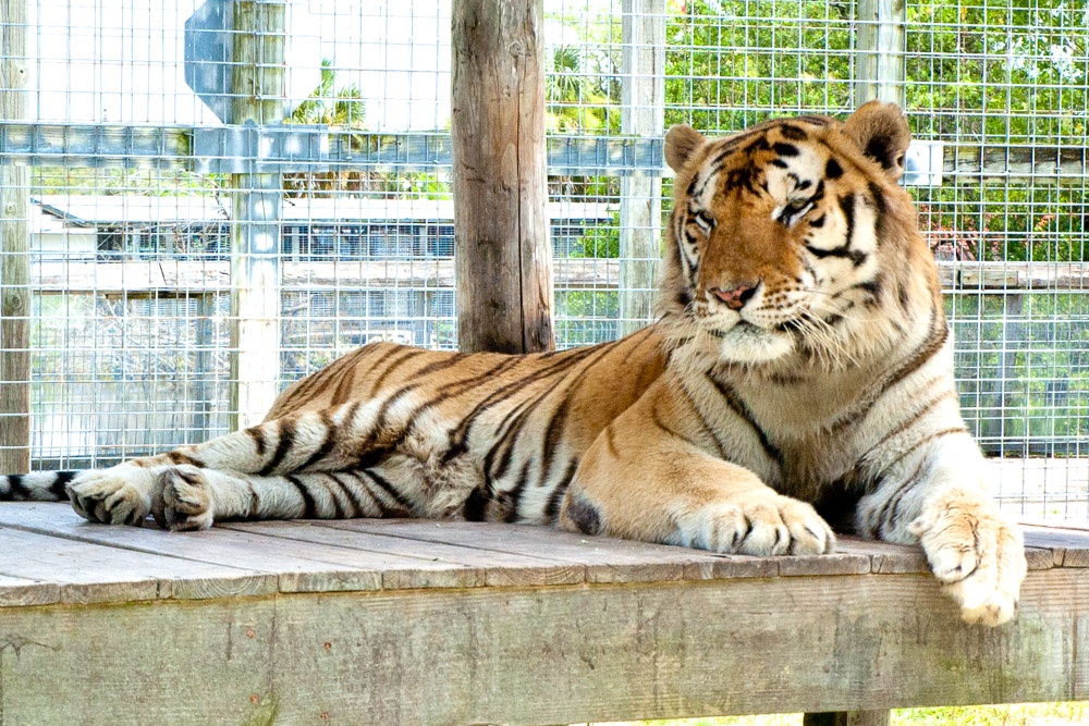 Animal Sanctuary & Alligator Park Wooten's Everglades Airboat Tours