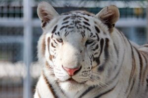 Daruba, White Tiger