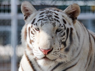Daruba, White Tiger