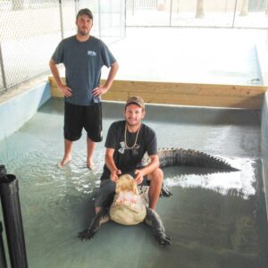 Alligator Show