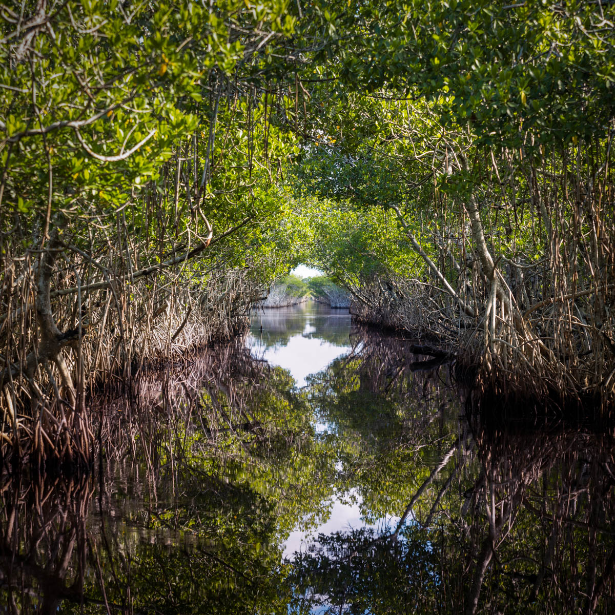 airboat tours mangroves