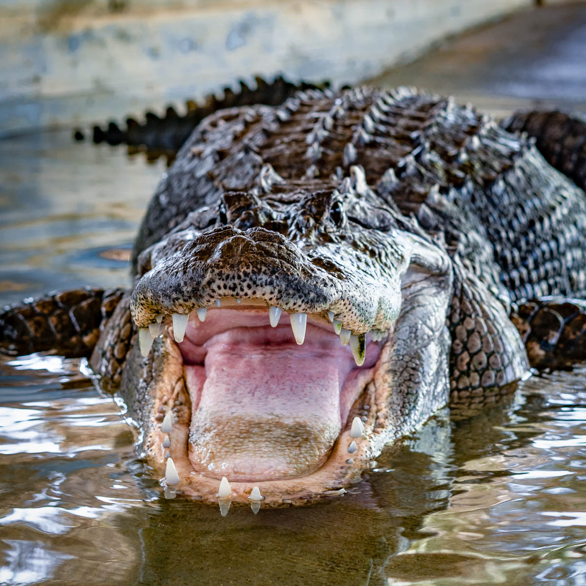 Collection 95+ Images show me a picture of a alligator Completed