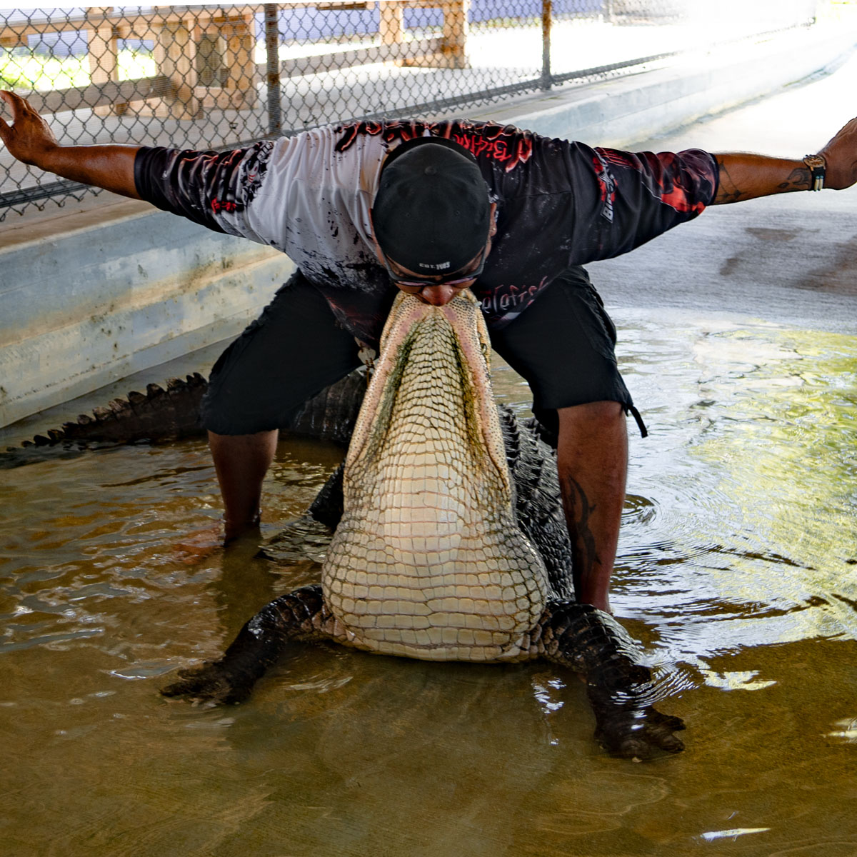 everglades alligator tour near me