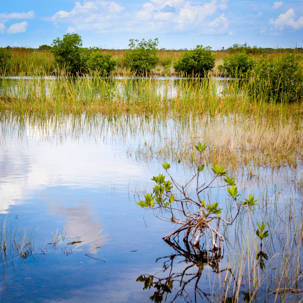 grassland airboat tour everglades