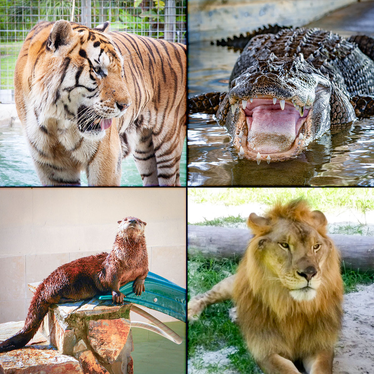 airboat tour florida everglades Image